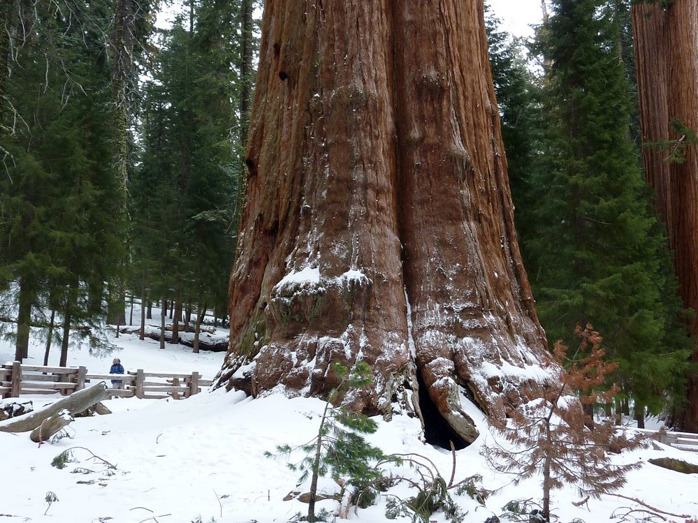 Sequoia parc(39).JPG
